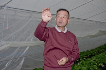 中村いちご園の代表『中村剛』は茨城県で開発したいばらキッスの生産量と知名度アップに力を入れています。
