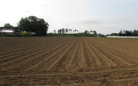 茨城県小美玉市にある藤田農園のごぼう・じゃがいも・大根畑です。