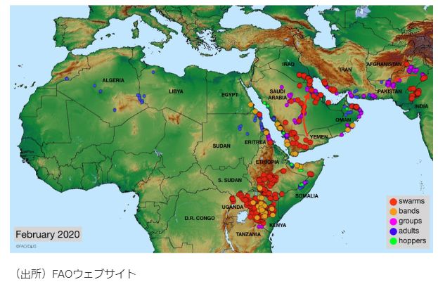 アフリカからのバッタ巨大群襲来は新型コロナに続く大きな危難