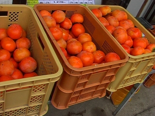 柿の王様 富有柿はビタミン類も豊富