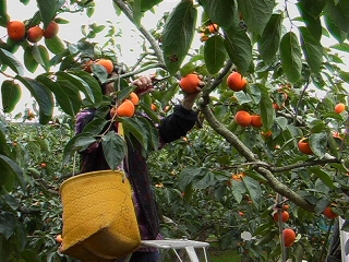 みかんが栽培されているところ