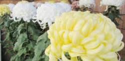 笠間市の「笠間の菊まつり」です。笠間の菊祭りは明治時代から続く歴史を持ち、菊の花は笠間市の花に指定されており笠間市民にとってなじみのある花です。