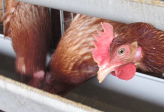 茨城県石岡市北府中の石崎鶏園は抜群の産卵性を持ち最も卵殻色が均一な赤玉鶏であるボリスブラウンと日本市場で市場占有率ナンバーワンの白玉鶏であるジュリアを飼育しています。
