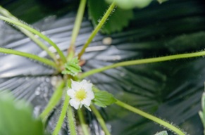 いばらキッスの花です。花が咲いたら行う受粉作業です。