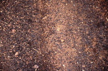農家さんに好評のカブトムシの幼虫が出すフンの肥料です。