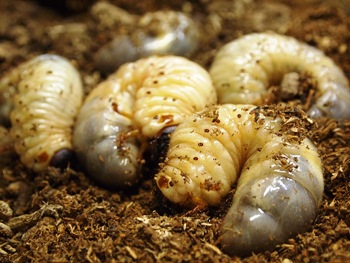 カブトムシの幼虫です。栄養豊富な餌を食べてすくすくと育っています。