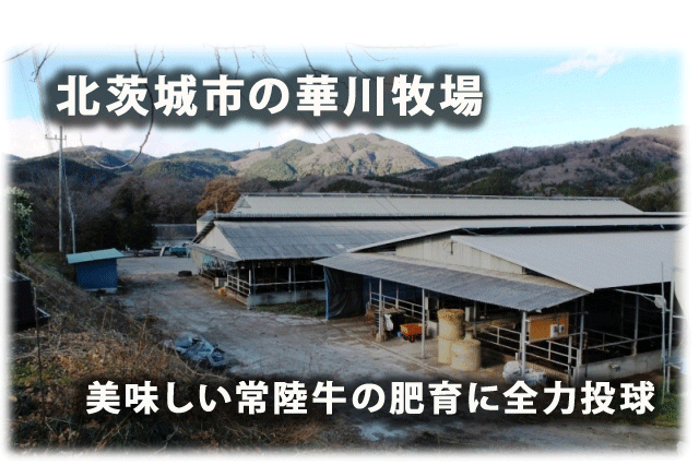 美味しい常陸牛の肥育に全力投球する北茨城市の華川牧場