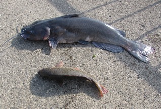 霞ヶ浦で養殖されているナマズの品種はアメリカナマズです。2000年頃から霞ヶ浦の湖内で繁殖しエビやハゼを食い荒らすようになりました。