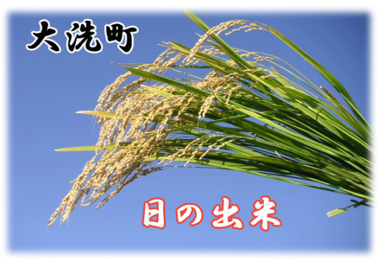 大洗町のブランド米の日の出米です。旨みがありモチモチした食感が特徴です。