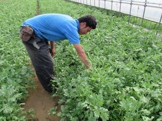 茨城県小美玉市の藤田農園、三男の藤田隆史さんです。インドネシアからの研修生もいます。