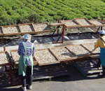 天日乾燥は、2週間かけてじっくり乾燥させるので、手間と時間はかかるが、程よい食感になり甘みが増します。