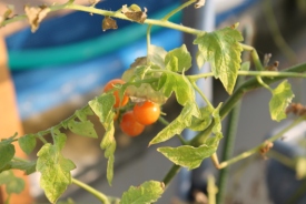 飯島アクアポ二クスで栽培されたトマト