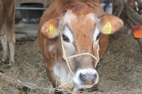 ファームオアシスのジャージー牛です。
