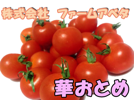茨城県結城市にあるファームアベタではトマトを栽培・販売をしています。希少品種『華おとめ』を取り扱っていて大変好評です。