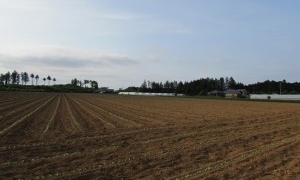 ごぼうといえば藤田農園（小美玉市）