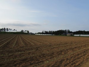 藤田農園の農場