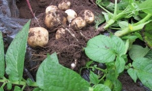 石岡市の高野拓也様じゃがいも