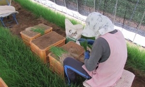 強風のなか小美玉市の飯田さんを訪問