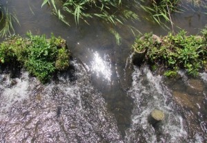 茨城県茨城町涸沼自然公園の小川