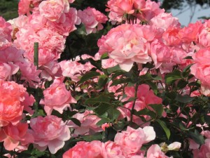 茨城県フラワーパークの綺麗なバラ