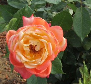 茨城県フラワーパークの華麗なバラ