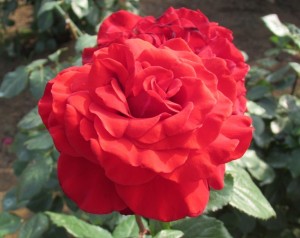 茨城県フラワーパークの美しいバラ