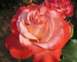 茨城県フラワーパークのバラのアップ