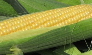 茨城県小美玉市【柴高出荷組合】木名瀬さんのとうもろこし畑を取材