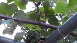 週末農業家、岡野さんを訪問しました(^O^)／