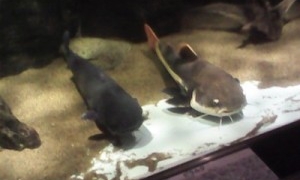 かすみがうら市の水族館で水槽の主と出会う