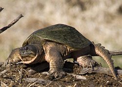 特定外来生物のカミツキガメ