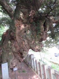 雨引き観音御神木？