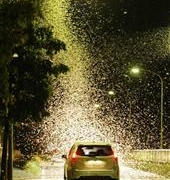 茨城県筑西市でカゲロウが大量発生！など9月第2週エンタメ記事