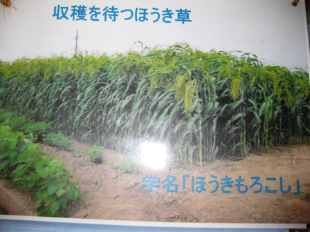 ほうき草