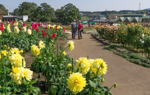 花と通路