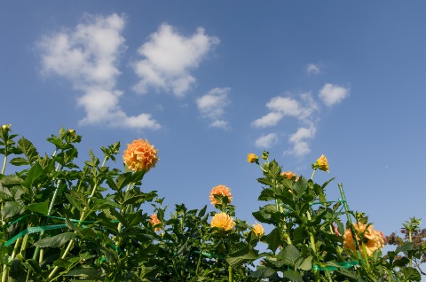 お花