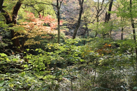花貫渓谷の秋は川沿いに生い茂る木々の枝が左右からせり出し華やかな紅葉が見れます