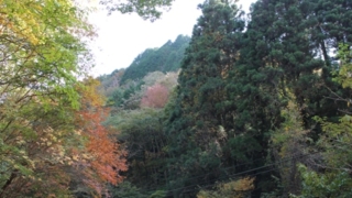 四季を通じて楽しめる花園渓谷のカエデ、ヤマモミジの紅葉は絶景！