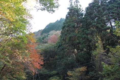 花園渓谷は自然の宝庫です