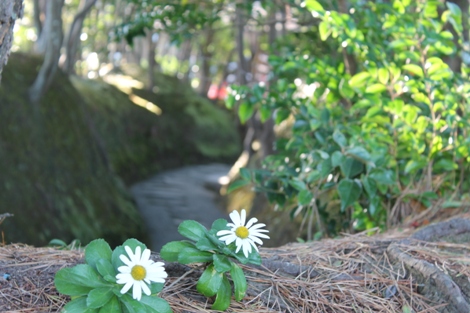 天心遺跡内の花