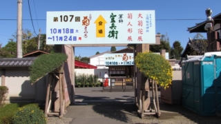 秋の花“菊”で笠間の街を色とりどりに飾る第107回笠間の菊まつり