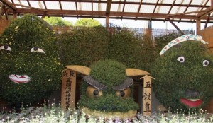 笠間の菊まつりでは顔の形をした面白い菊も見られます