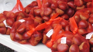 秋の味覚“栗”を味わいゲームで楽しむ「かさま」新栗まつり