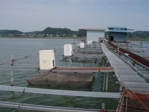 霞ヶ浦でイチョウガイやカラスガイなどを養殖している