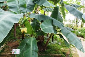 茨城県植物園内の熱帯植物館のモンキーバナナです。