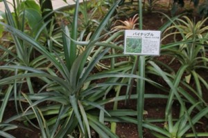 茨城県植物園内の熱帯植物館のパイナップルです。