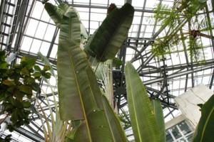 茨城県植物園内の熱帯植物館のオウギバショウです。