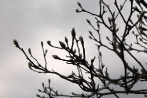 茨城県植物園内のモクセイのつぼみです。