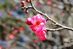 茨城県植物園内の本当に鮮やかなピンク色をした梅です。