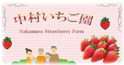 茨城県石岡市の中村いちご園ではやさと盆地でいちごを栽培・販売をしています。近年、茨城県が開発した人気品種『いばらキッス』を取り扱っていて大変好評です。１月上旬から５月までいちご狩りが出来ます。